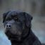 Noble Rottweiler