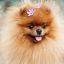 pomeranian-dog-outdoor-portrait-beautiful-pomeranian-dog